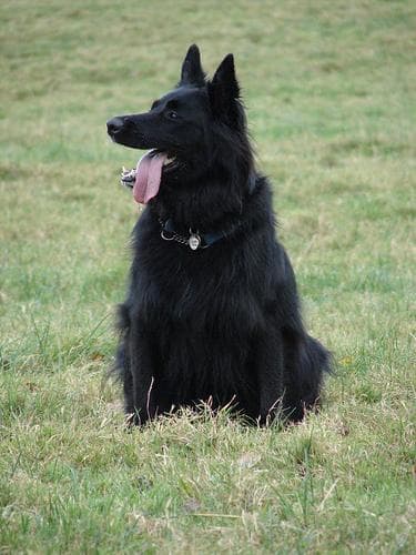 Krallenpflege beim Belgischer Schäferhund Groenendael, Schleifer, Schere & richtige Technik