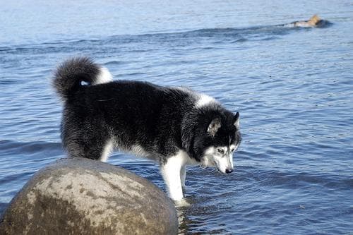 Hund im Auto: Wie Siberian Husky sicher mitfährt