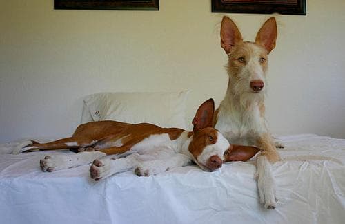 Hund im Auto: Wie Ibizan Hound (Podenco Ibicenco) sicher mitfährt