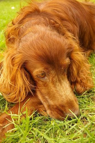 Angst & Stress beim Irischer Setter. Ursachen und was wirklich hilft