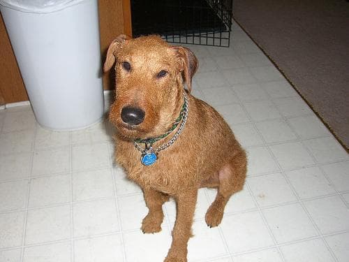 Irish Terrier im Winter, Kälteschutz, Pfotenpflege & Tipps