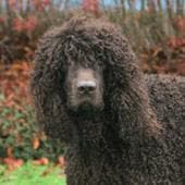 Hund im Auto: Wie Irish Water Spaniel sicher mitfährt