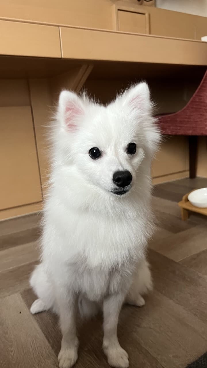 Hund im Auto: Wie Japanischer Spitz sicher mitfährt