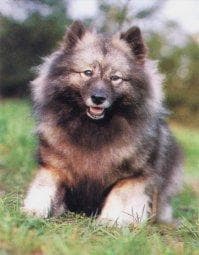 Hund im Auto: Wie Keeshond sicher mitfährt