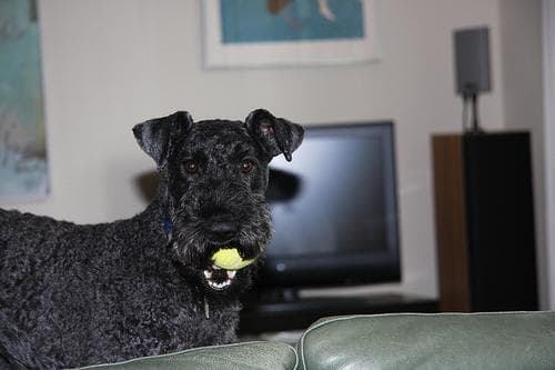 Angst & Stress beim Kerry Blue Terrier. Ursachen und was wirklich hilft