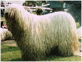 Beschäftigung für Komondor. So bleibt dein Hund geistig fit