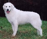 Krallenpflege beim Kuvasz, Schleifer, Schere & richtige Technik
