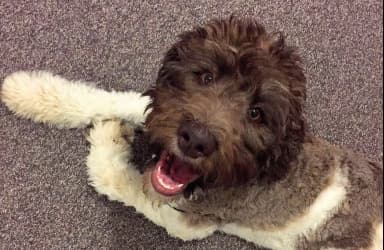 Beschäftigung für Labradoodle. So bleibt dein Hund geistig fit