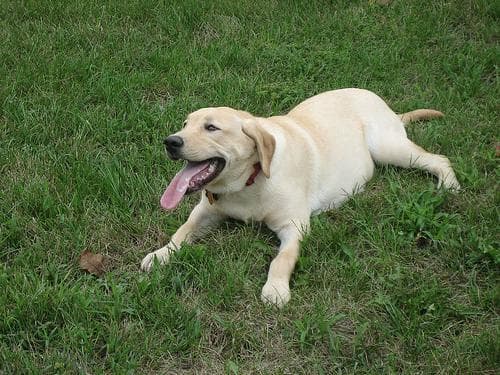 Labrador im Auto: sicher, sauber und entspannt reisen