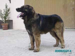 Hund im Auto: Wie Leonberger sicher mitfährt