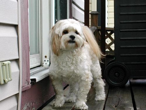 Hund im Auto: Wie Lhasa Apso sicher mitfährt