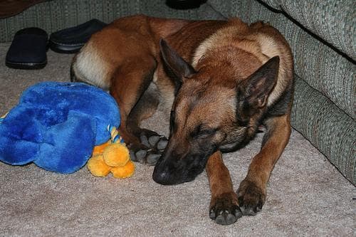 Hundebett für Belgischer Malinois, das Richtige finden 2026