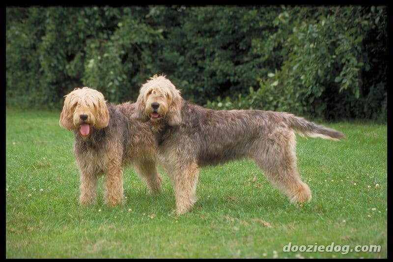 Angst & Stress beim Otterhund. Ursachen und was wirklich hilft