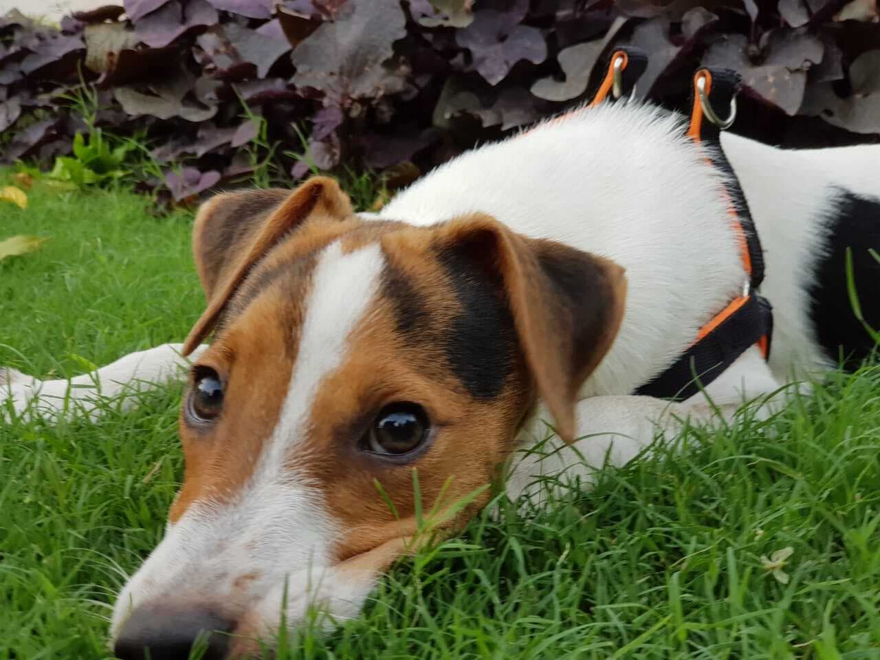 Hund im Auto: Wie Parson Russell Terrier sicher mitfährt