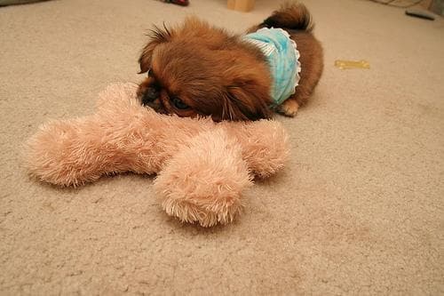 Beschäftigung für Pekinese. So bleibt dein Hund geistig fit
