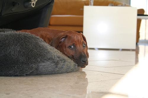 Hundeshampoo für Rhodesian Ridgeback, richtig Baden ohne Reizung