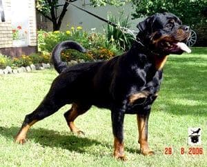 Intelligenzspiele für Rottweiler. Geistige Auslastung die wirklich hilft