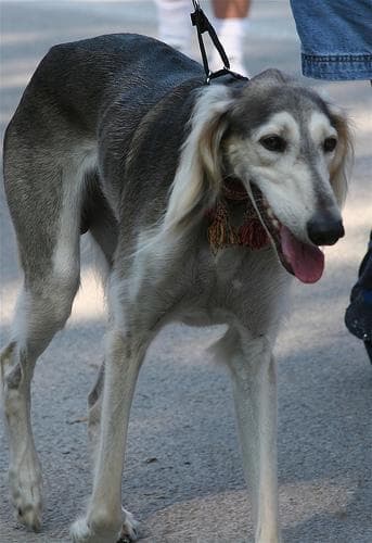 Hund im Auto: Wie Saluki sicher mitfährt