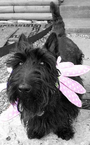 Hundenapf für Schottischer Terrier (Scottie), Größe, Höhe und Material im Überblick