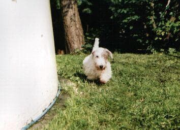 Sealyham Terrier im Winter, Kälteschutz, Pfotenpflege & Tipps