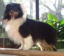 Angst & Stress beim Shetland Sheepdog (Sheltie). Ursachen und was wirklich hilft