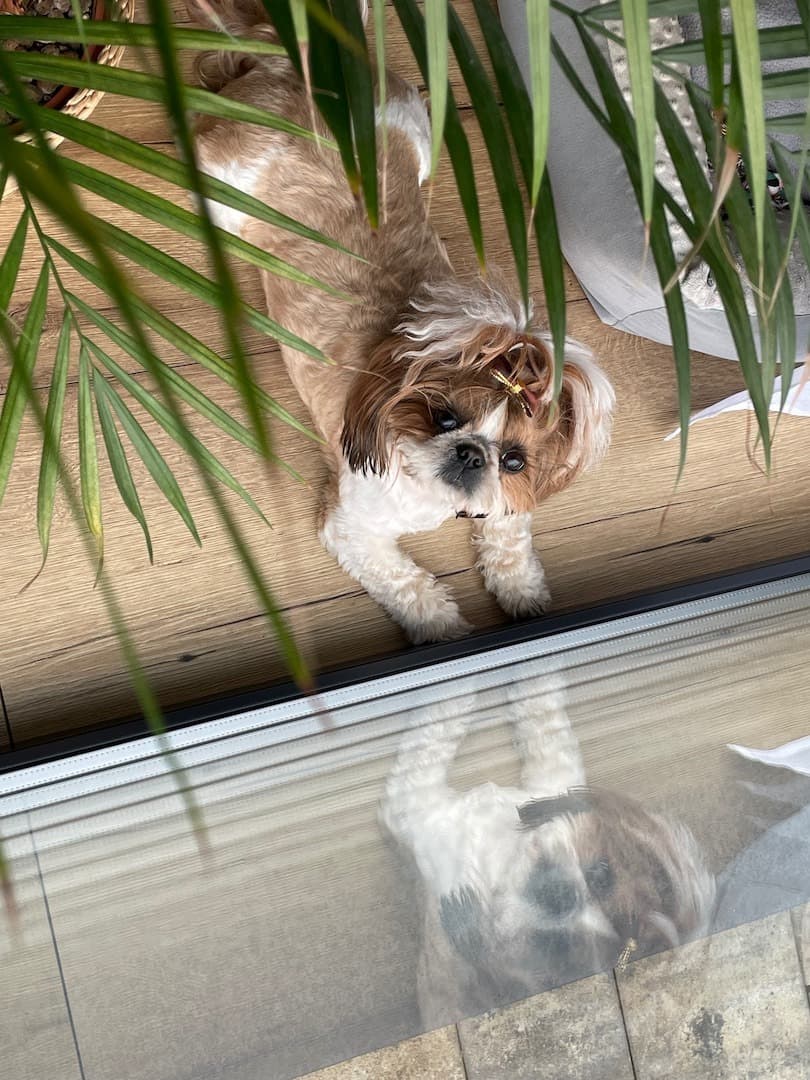 Hund im Sommer: Was Shih Tzu bei Hitze wirklich braucht