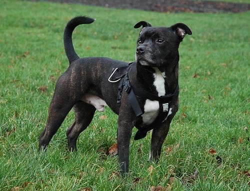 Hundegeschirr für Staffordshire Bullterrier, Anti-Zug, Größe und das richtige Modell