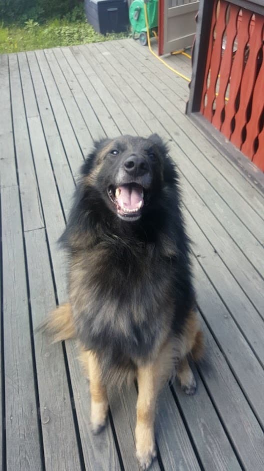 Angst & Stress beim Belgischer Schäferhund Tervueren. Ursachen und was wirklich hilft