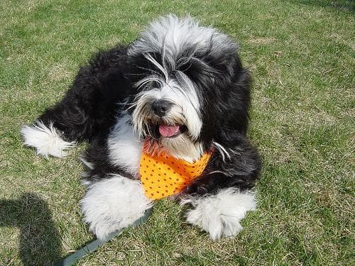 Leine für Tibetischer Terrier, Zug, Größe und das richtige Modell