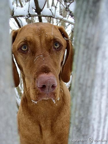 Hund im Auto: Wie Vizsla sicher mitfährt