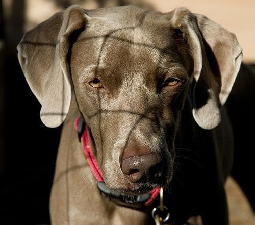 Angst & Stress beim Weimaraner. Ursachen und was wirklich hilft