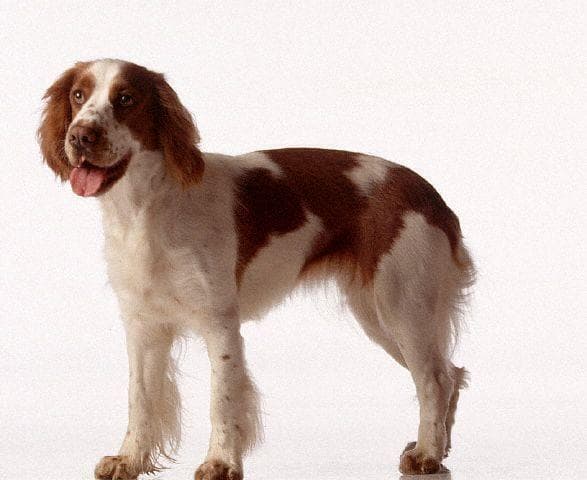 Hund im Auto: Wie Welsh Springer Spaniel sicher mitfährt