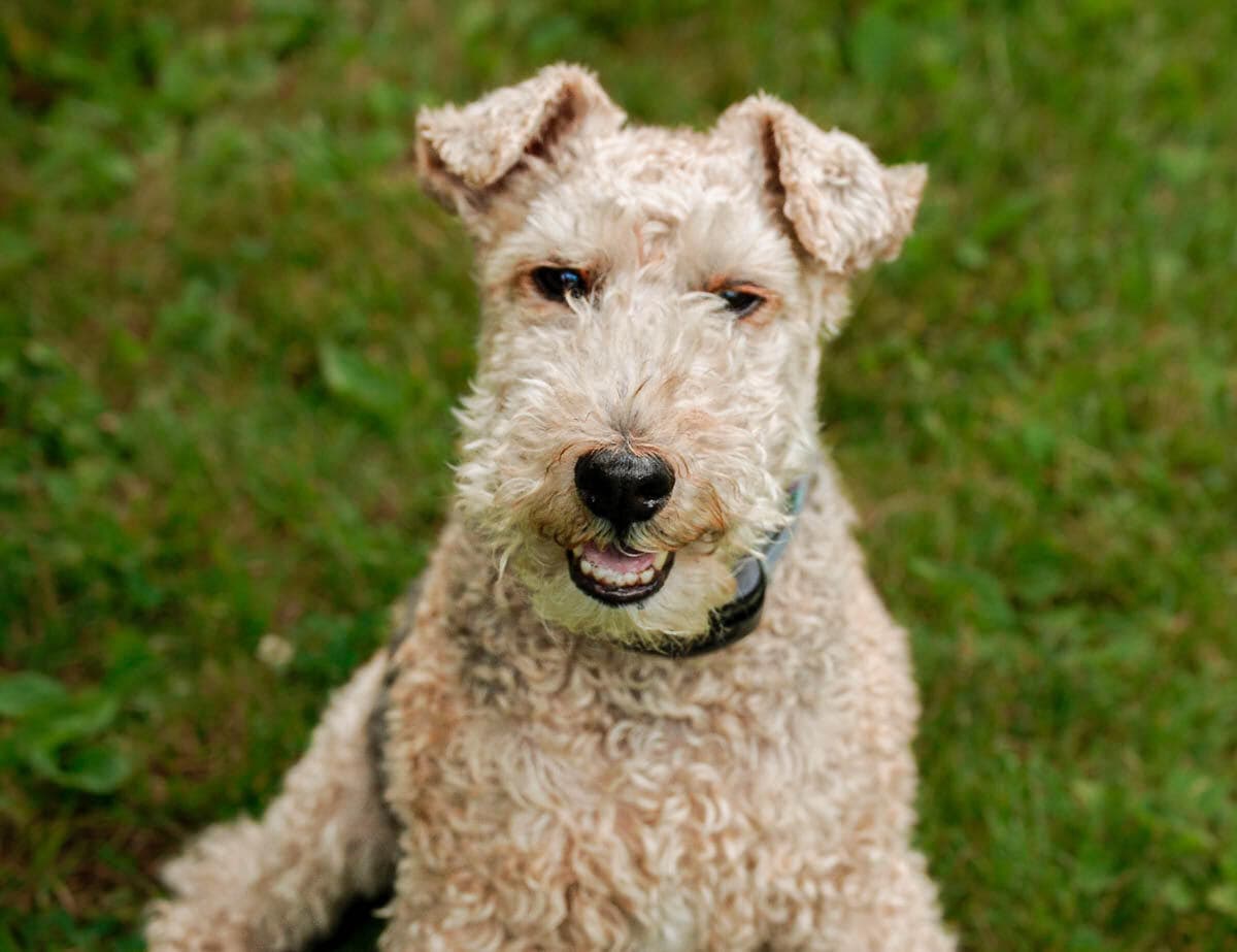 Hund im Auto: Wie Welsh Terrier sicher mitfährt