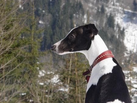 Hund im Auto: Wie Whippet sicher mitfährt