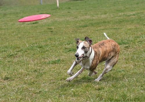 Windhund im Auto: sicher reisen mit langem Hund