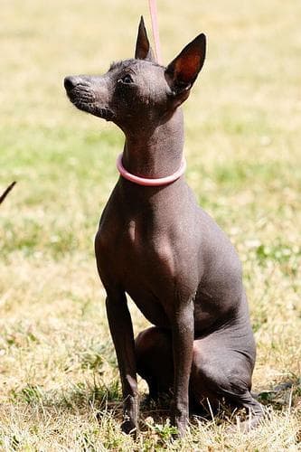 Hund im Auto: Wie Xoloitzcuintli (Mexikanischer Nackthund) sicher mitfährt